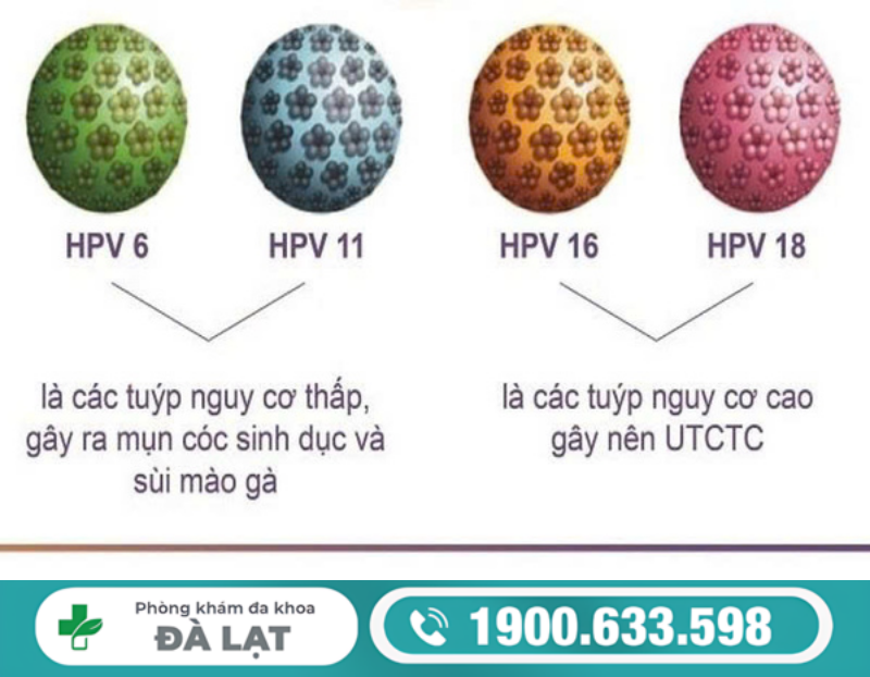 TÌM HIỂU VỀ CÁC TUÝP HPV 6, 11, 16, 18 
